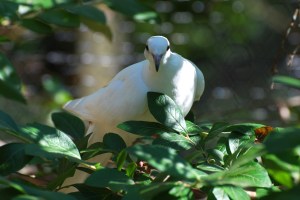 The Fed’s December decision: A dove in a pear tree