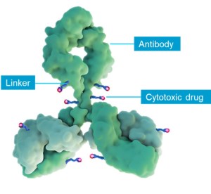 Antibody drug 