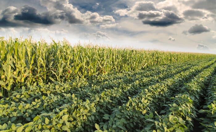 Corn Sustainability in the United States