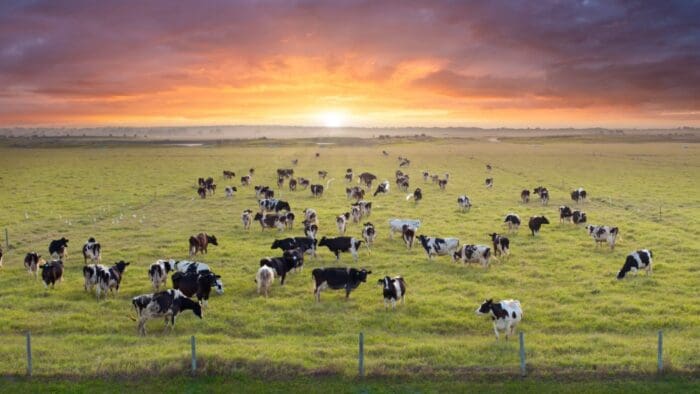 Bulls Run on Live Cattle Futures