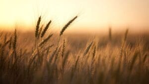 How Is Weather Reshaping Wheat Production?